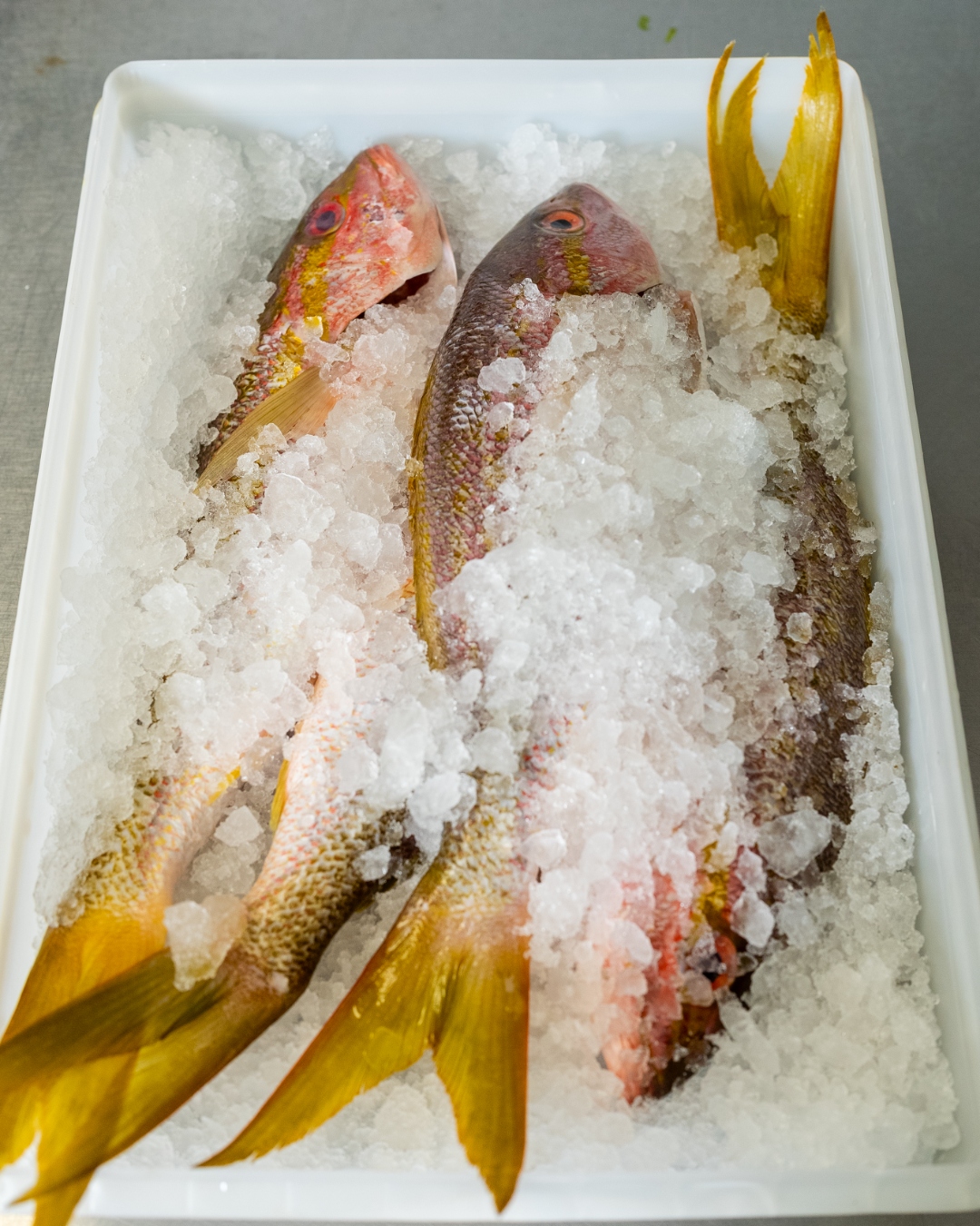 Fresh yellowtail snapper on ice — daily seafood sourcing at Luc's Seafood & Grill