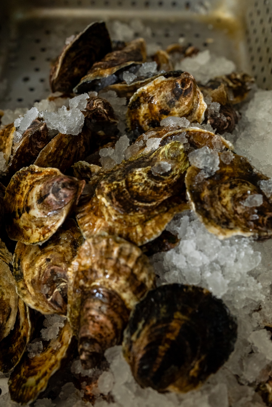 Raw East Coast oysters on ice — ready to be served at Luc's Seafood & Grill